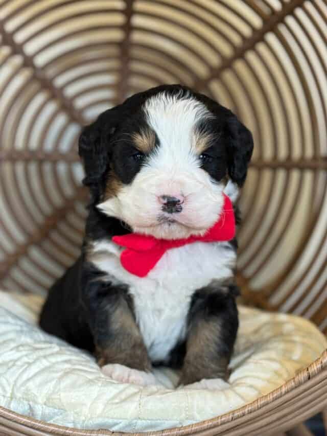 bernedoodle puppy