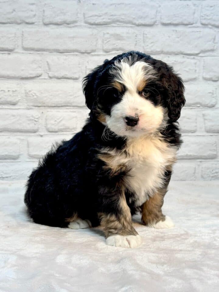 bernedoodle puppy