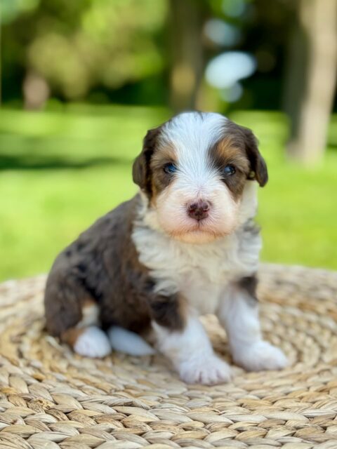 bernedoodle puppy