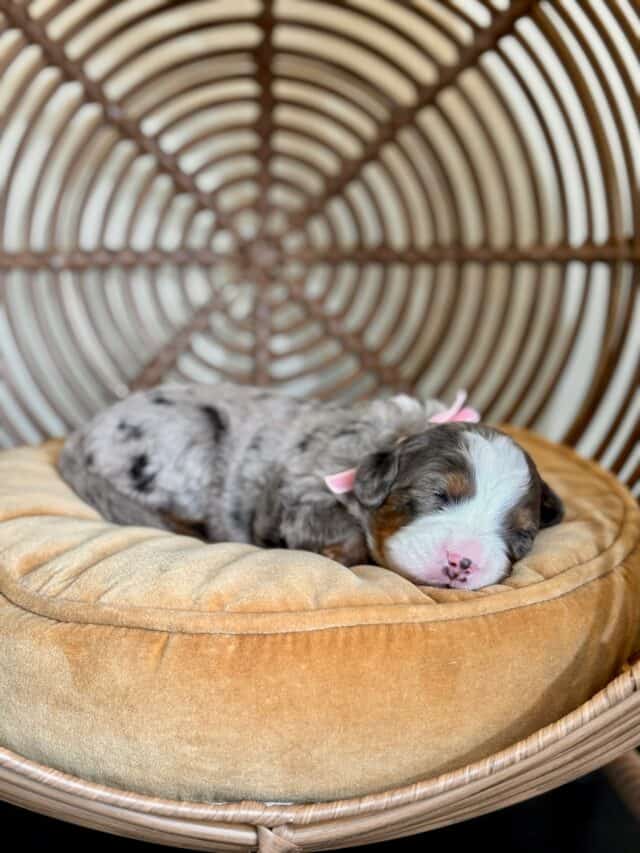 bernedoodle puppy