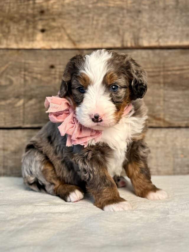 bernedoodle puppy