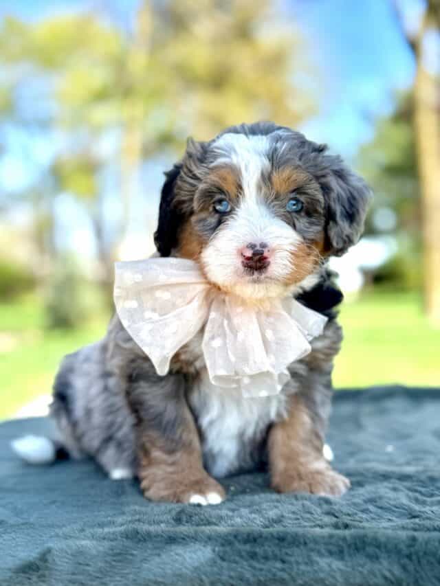 bernedoodle puppy