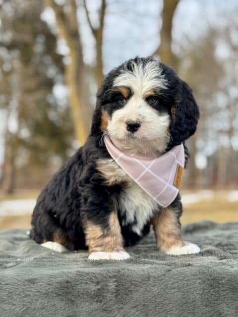 bernedoodle puppy