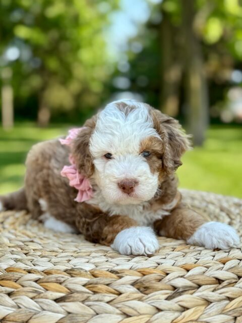 bernedoodle puppy