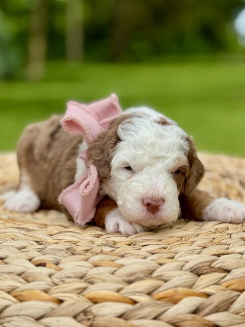 bernedoodle puppy