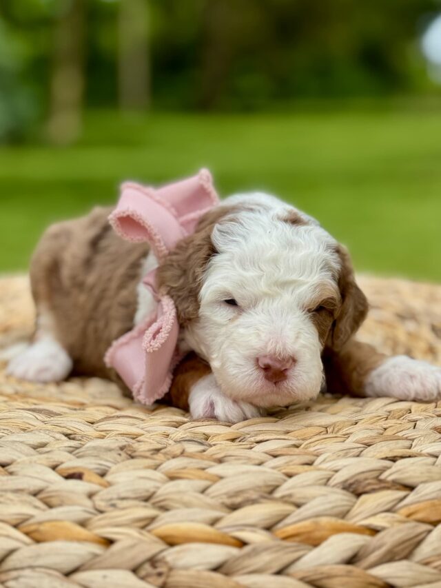 bernedoodle puppy