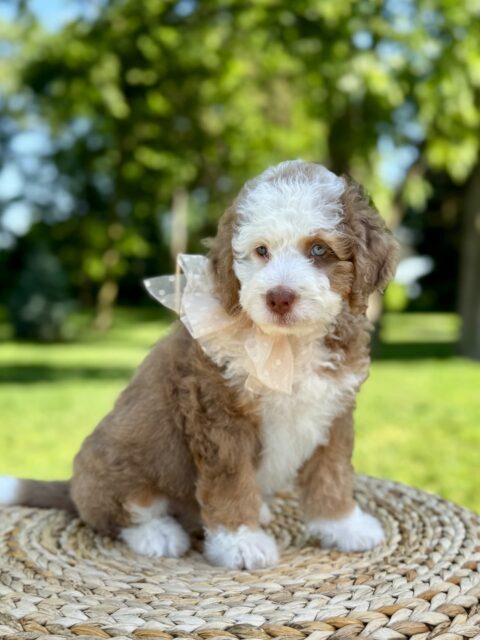 bernedoodle puppy