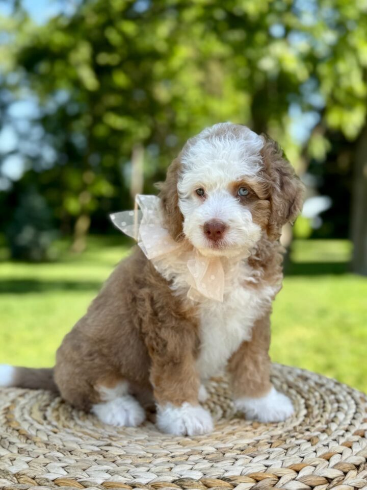 bernedoodle puppy