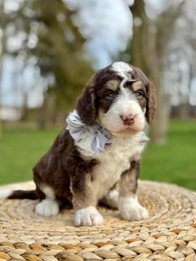 bernedoodle puppy