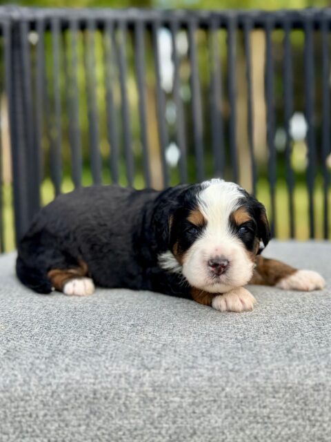 bernedoodle puppy