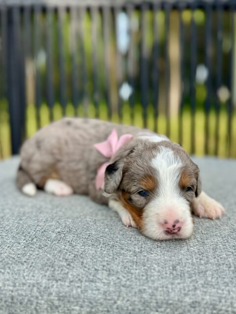 bernedoodle puppy