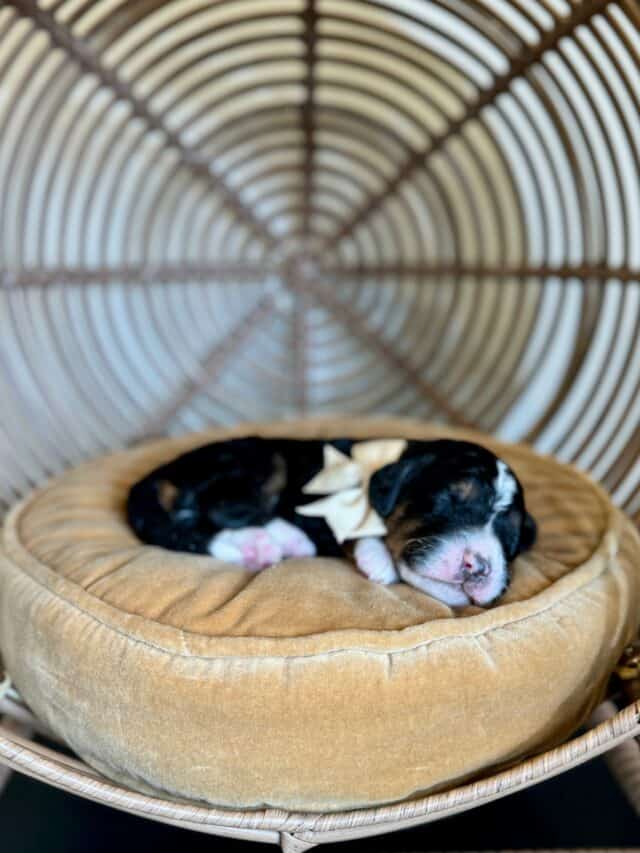 bernedoodle puppy