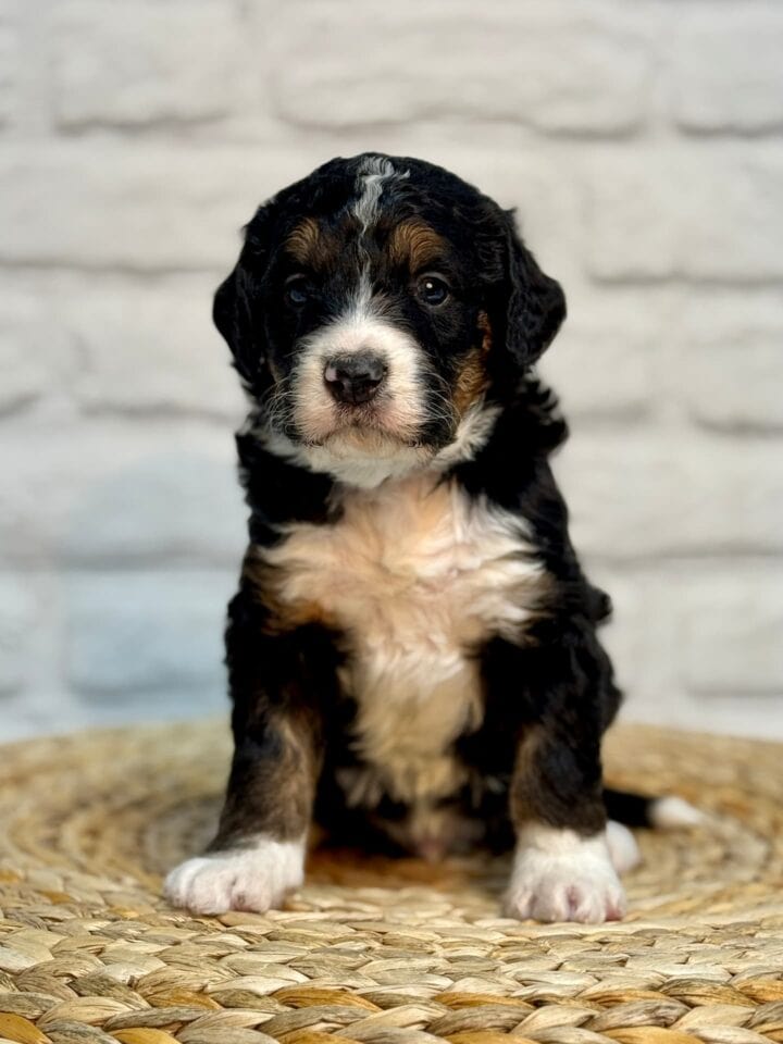 bernedoodle puppy