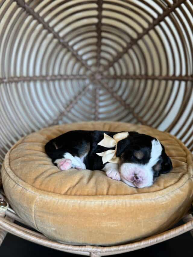 bernedoodle puppy