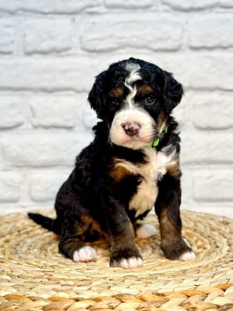 bernedoodle puppy