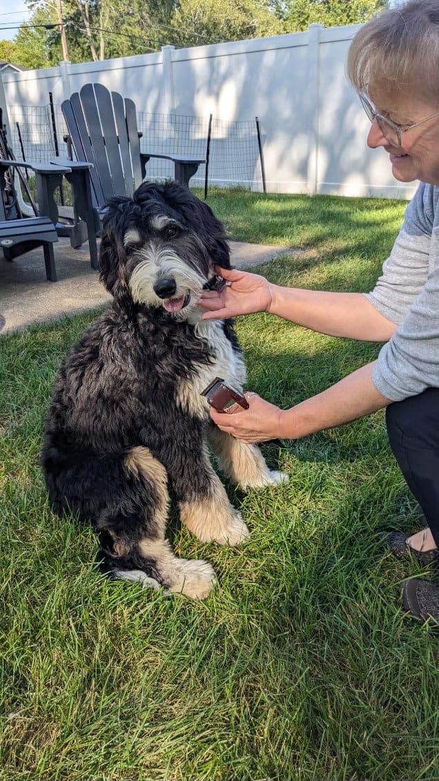 Woman cutting hair of her Bernedoodle in back yard with wired clippers