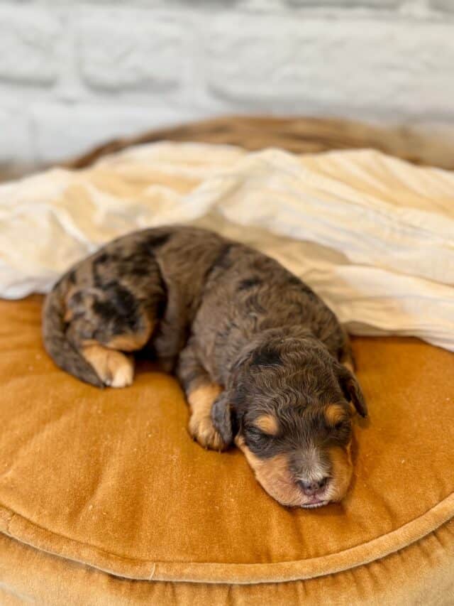 bernedoodle puppy