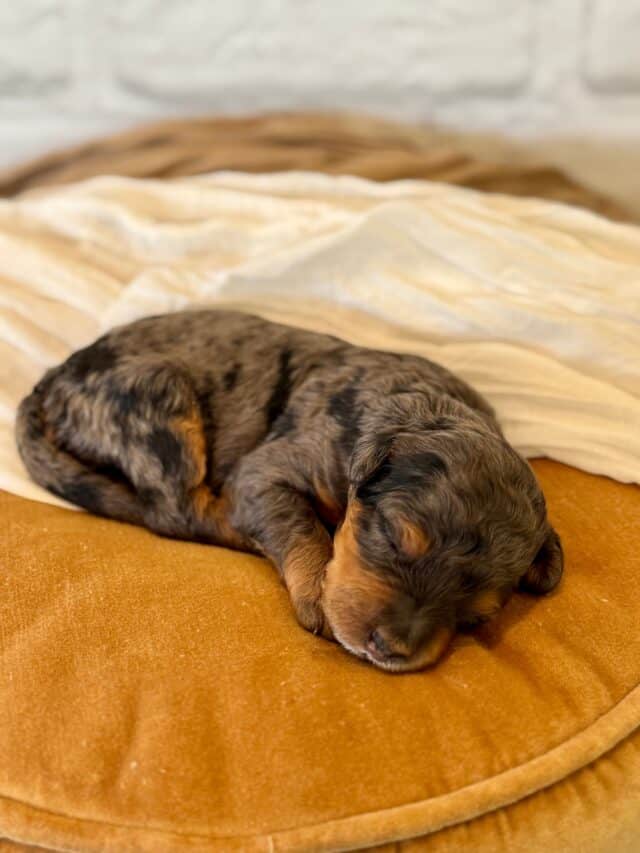 bernedoodle puppy