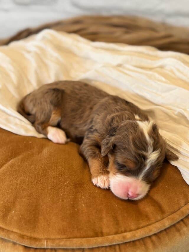 bernedoodle puppy