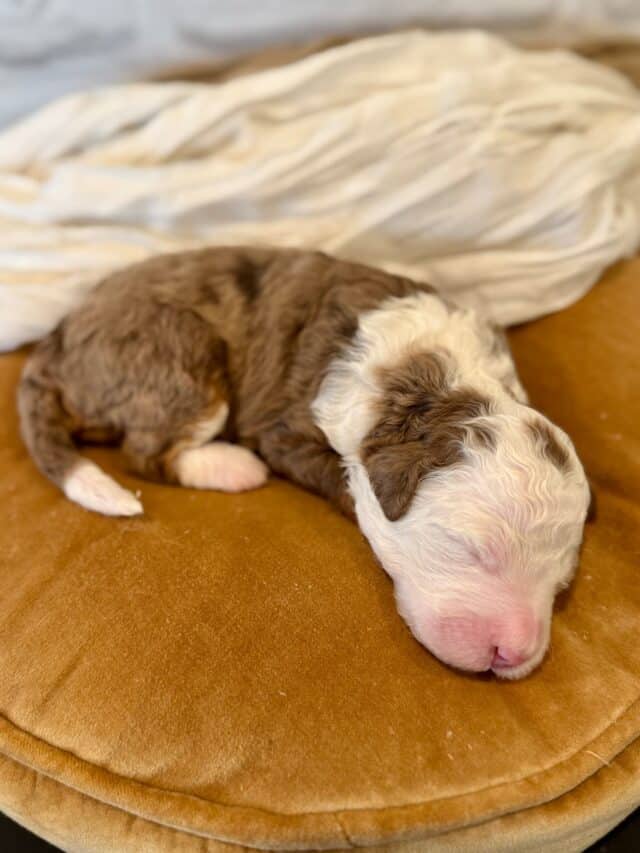 bernedoodle puppy