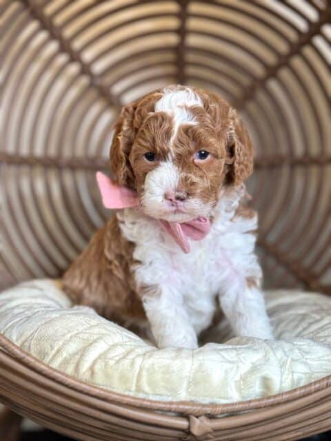 goldendoodle puppy