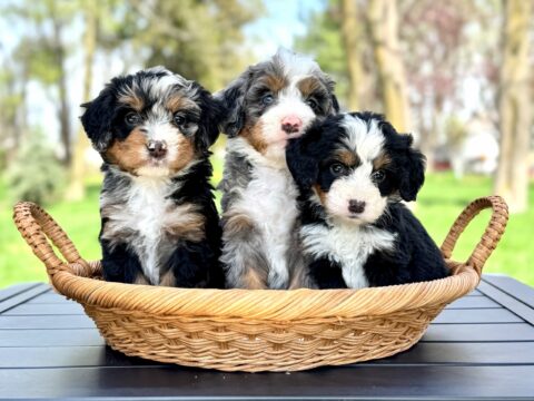 bernedoodle puppy
