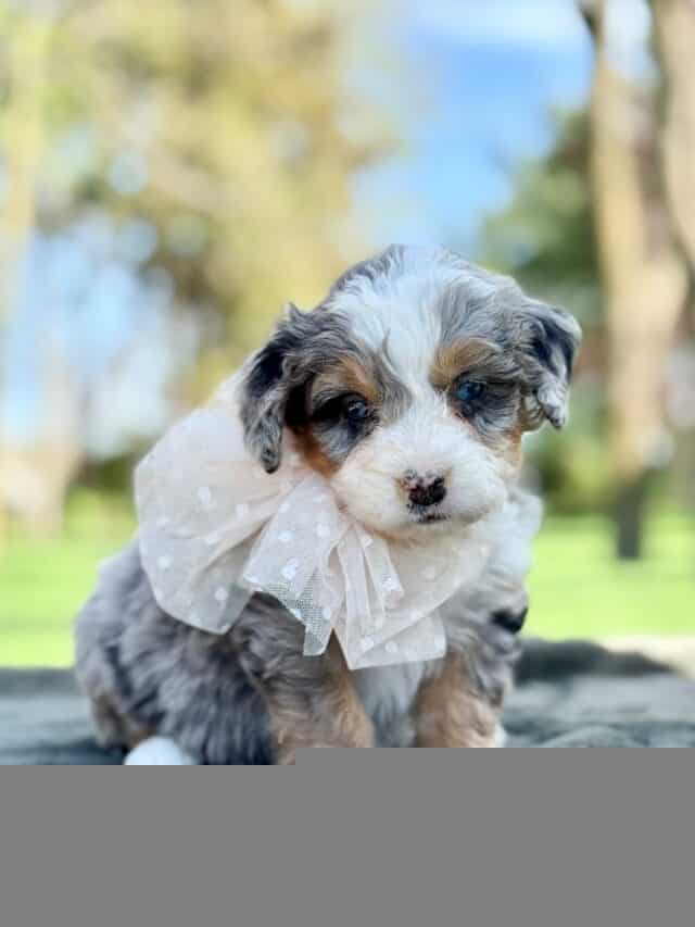 bernedoodle puppy