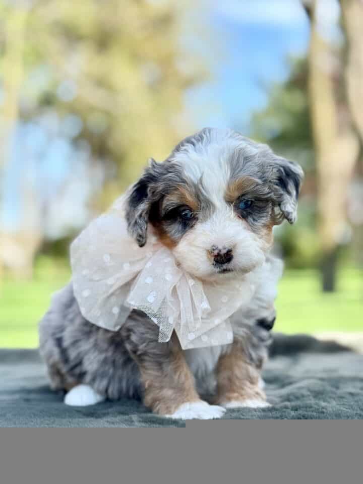 bernedoodle puppy